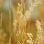 A hordozás biológiája